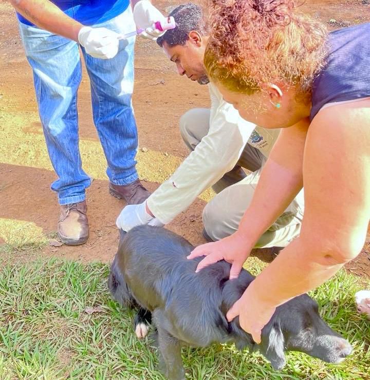 Aparecida realiza vacinação antirrábica na zona rural com expectativa de imunizar 1,2 mil animais